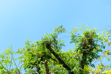 nice blue sky with green tree