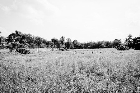 vintage filter,Landscape of meadow field.の写真素材