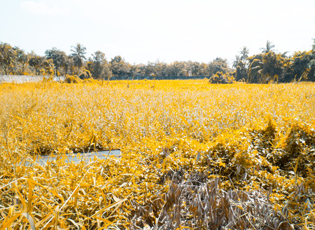 vintage filter,Landscape of meadow field.