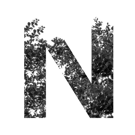 n letter double exposure with black and white leaves isolated on white backgroundの写真素材