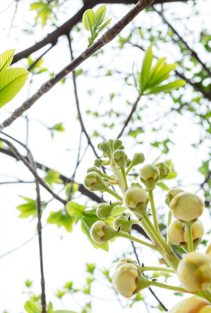 Cannonball leaf on tree,nature background.の写真素材