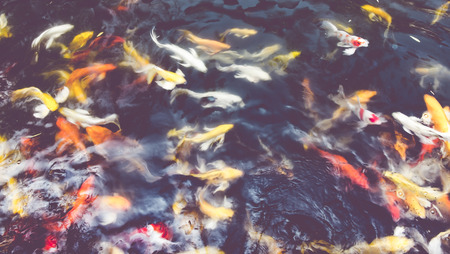 Vintage filter : Koi fish in pond,colorful natural background,Faded color.の写真素材