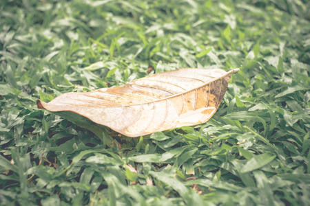 Vintage filter : yellow dry leaf on green grass after rain.の写真素材