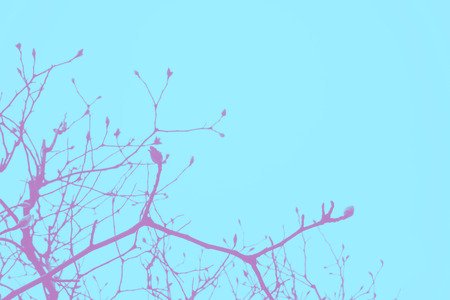 Blue and pink Duo tone of dry tree and sky, abstract background leave space for adding your text.の写真素材