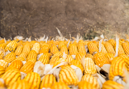 Looking down at Yellow corn wall.の写真素材