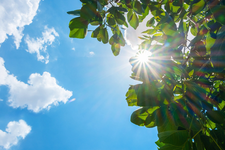 Looking up at sun burst behind tree leaf with cloud and blue sky in nice weather dayの写真素材
