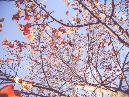 Close up Autumn maple leaf on tree,fall seasonal