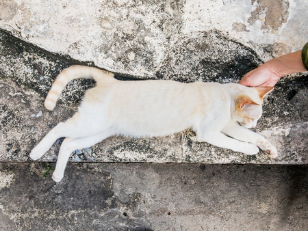 Looking down hand playing with street cat sleep on concrete floor.の写真素材