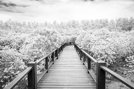 Black and white tone of Wood boardwalk between Mangrove forest and blue sky ,Study natural trails.の写真素材