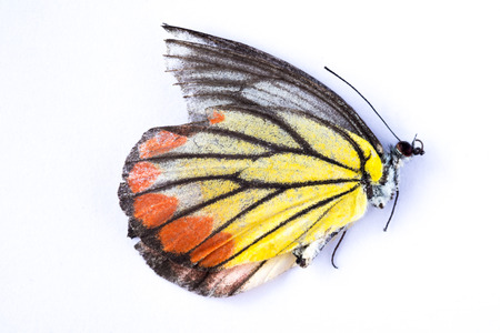 orange yellow color die butterfly on white background.の写真素材