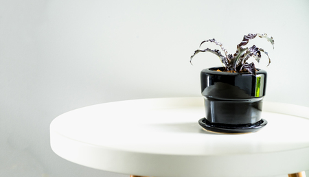 Black pot with tropical plant on modern round white table top at white house wall.の写真素材