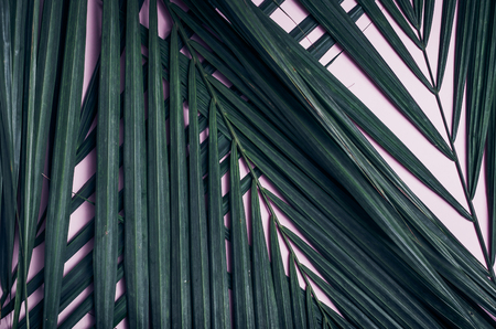 Green palm leaf on pastel pink table top.background.summer vacation backdrop.copy space for adding text or designの写真素材