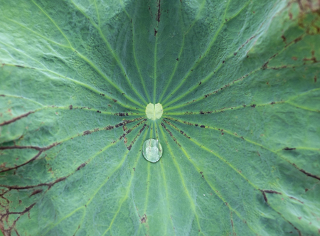 close up water drop on green lotus leaf texture backgroundの写真素材