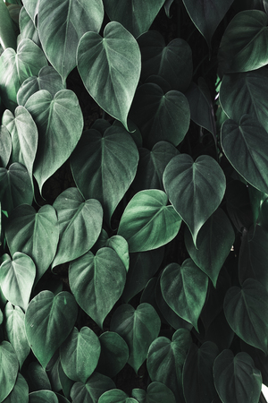 close up tropical dark green leaf foliage.abstract nature backgroundの写真素材