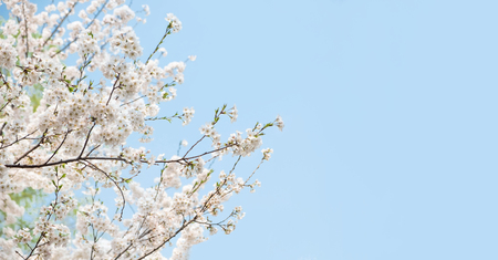 Close up white sakura flower blossom on tree in spring seasonal,banner space for adding text.natural backgroundの写真素材