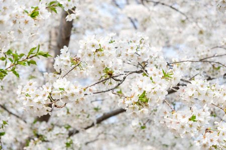 Close up white sakura flower blossom on tree in spring seasonal,natural backgroundの写真素材