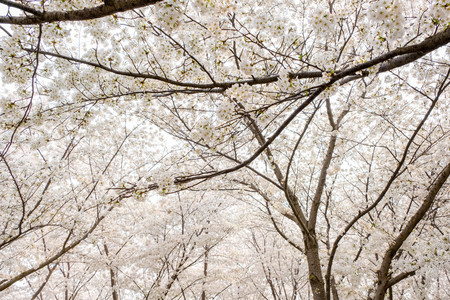 looking up at white sakura flower blossom on tree in spring seasonal,natural backgroundの写真素材