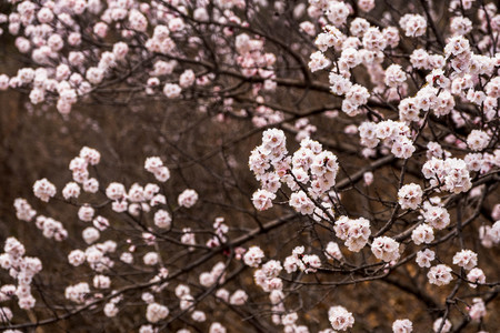 Close up pink sakura flower blossom on tree in spring seasonal,natural backgroundの写真素材
