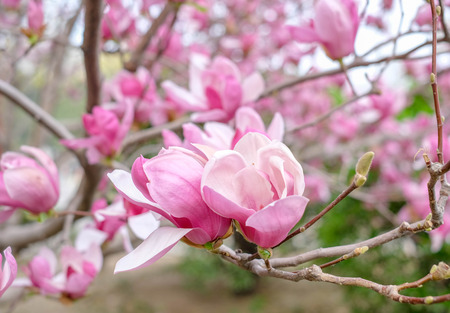 CLose up Pink chinese Magnolia soulangeana flower tree in spring seasonalの写真素材