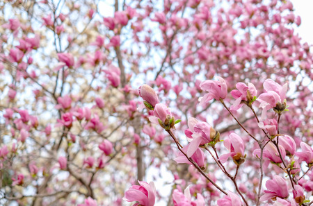 CLose up Pink chinese Magnolia soulangeana flower tree in spring seasonalの写真素材