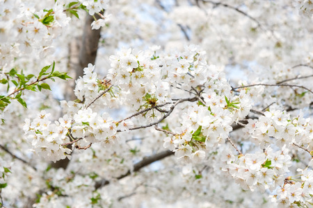 Close up white sakura flower blossom on tree in spring seasonal,natural background.の写真素材