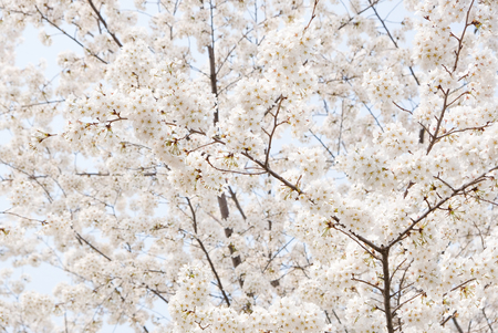 Close up white sakura flower blossom on tree in spring seasonal,natural background.の写真素材
