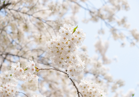 Close up white sakura flower blossom on tree in spring seasonal,natural background.の写真素材
