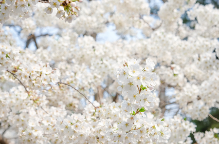 Close up white sakura flower blossom on tree in spring seasonal,natural background.の写真素材