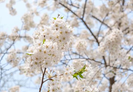 Close up white sakura flower blossom on tree in spring seasonal,natural background.の写真素材