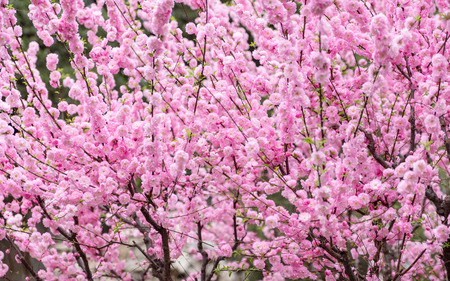 Close up pink plum flower blossom on tree in spring seasonal,natural background.dramtic tone filterの写真素材