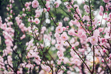 Close up pink plum flower blossom on tree in spring seasonal,natural background.dramtic tone filterの写真素材