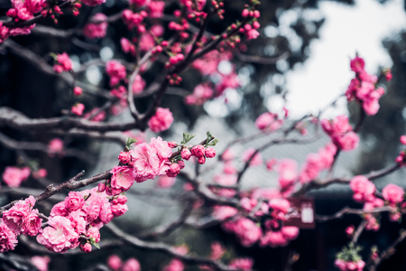 Close up pink plum flower blossom on tree in spring seasonal,natural background.dramtic tone filterの写真素材