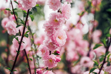 Close up pink plum flower blossom on tree in spring seasonal,natural background.dramtic tone filterの写真素材