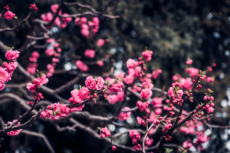 Close up pink plum flower blossom on tree in spring seasonal,natural background.dramtic tone filterの写真素材