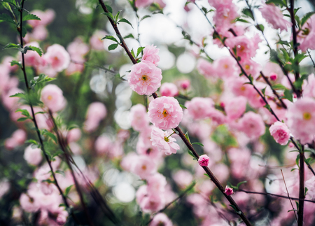 Close up pink plum flower blossom on tree in spring seasonal,natural background.dramtic tone filterの写真素材