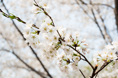 Close up white sakura flower blossom on tree in spring seasonal,natural background.の写真素材