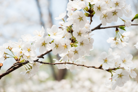 Close up white sakura flower blossom on tree in spring seasonal,natural background.の写真素材