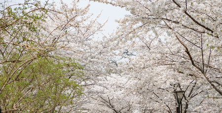 Close up white sakura flower blossom on tree in spring seasonal,natural backgroundの写真素材