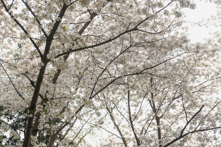 Close up white sakura flower blossom on tree in spring seasonal,natural backgroundの写真素材