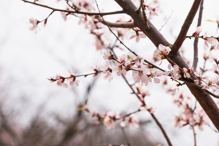 Close up pink sakura flower blossom on tree in spring seasonal,natural background.の写真素材