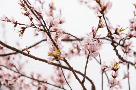Close up pink sakura flower blossom on tree in spring seasonal,natural background.の写真素材