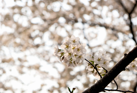 Close up white sakura flower blossom on tree in spring seasonal,natural background.の写真素材
