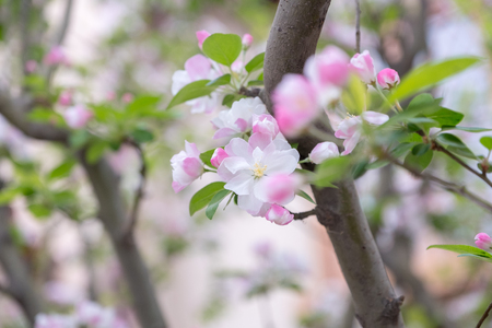 Close up pink sakura flower blossom on tree in spring seasonal,natural background.の写真素材