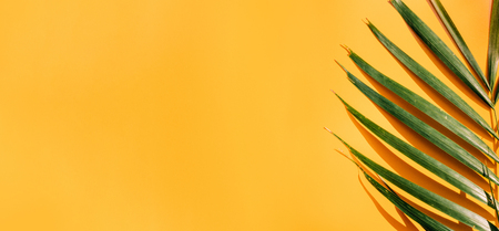 Palm leaf with hard shadow on yellow summer wall background in sunlight in holiday vacation.banner copy space for display of design.の写真素材