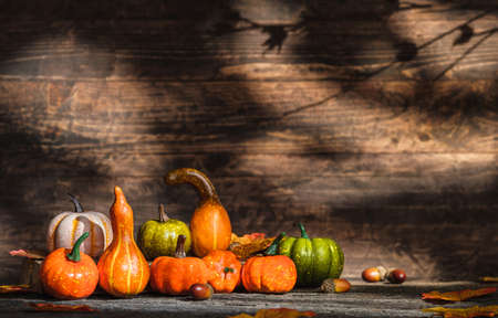 Autumn pumpkins and squash fruit with maple leaf on wooden table with sunlight and leaf shadow on wood wall background. Thanksgiving concept. Banner space for adding design or content.の写真素材