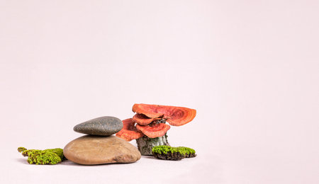 Organic nature moss and mushroom  products display. Natural style. Stone pedestal with green moss on...