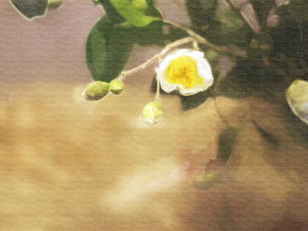 White camellia on canvasの写真素材