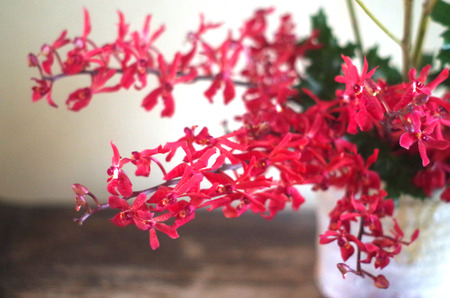 Renanthera close upの写真素材