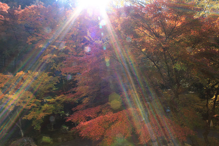 sun light and autumn leaves in Japanese garden