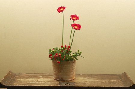 Ikebana arrangement with three red Gerberaの写真素材